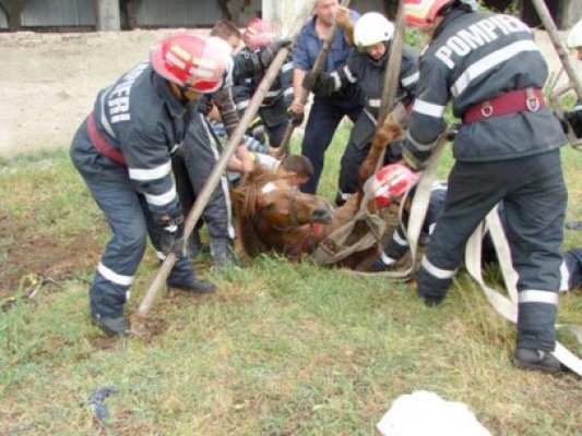 Pompierii au salvat un cal dintr-o hazna